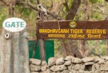 badhavgarh tiger reserve