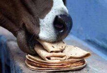 cow with roti