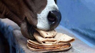 cow with roti