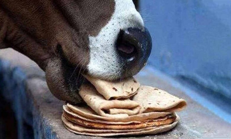 cow with roti