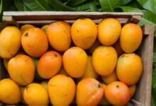 mango