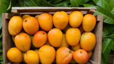 mango