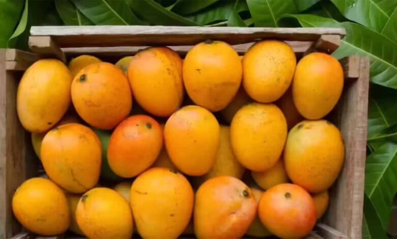 mango