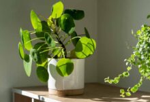 money plant