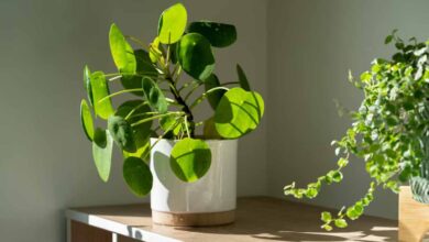 money plant