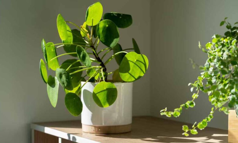 money plant