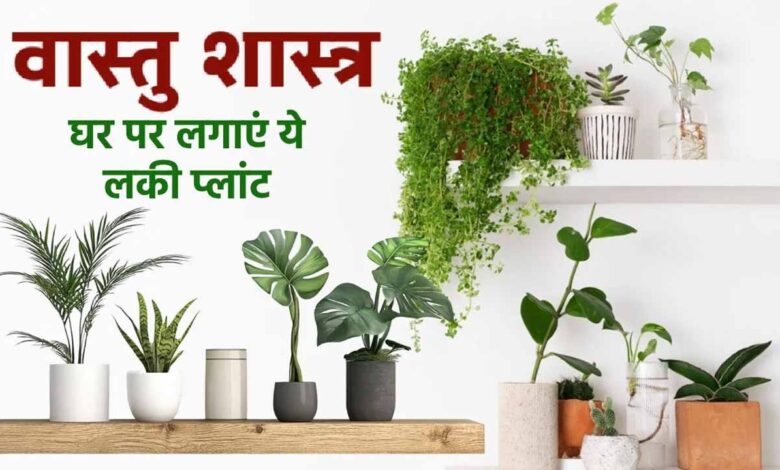 plant