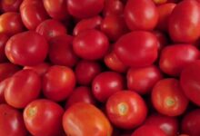 tamatar