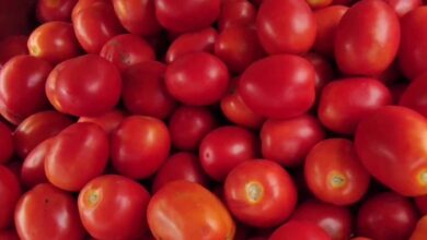 tamatar