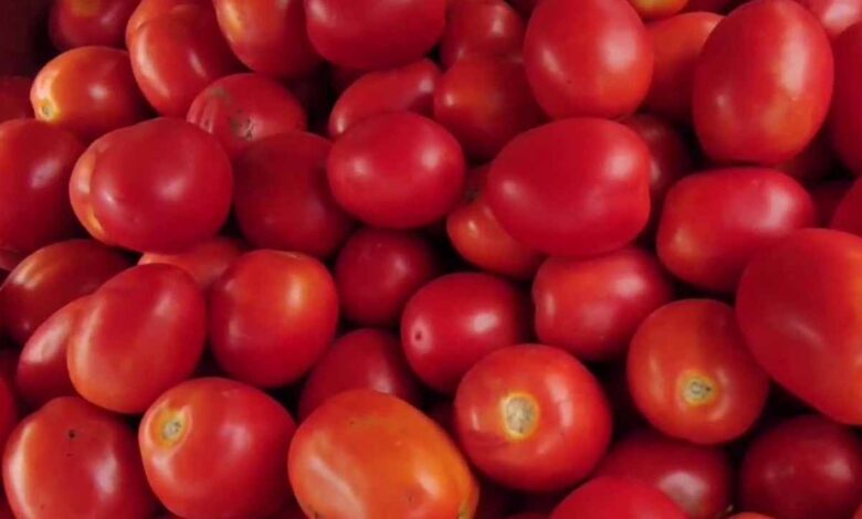 tamatar